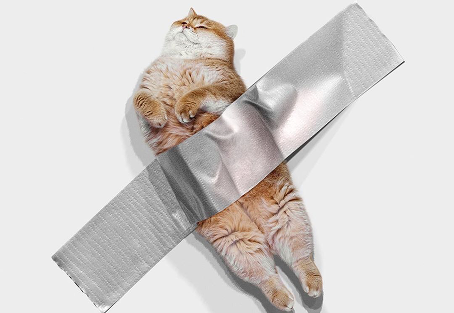 Cat shocked